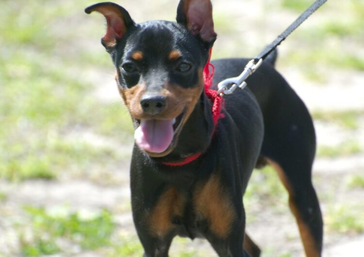 pinscher-miniatura (20)