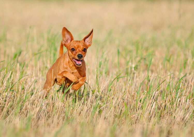pinscher-miniatura (23)