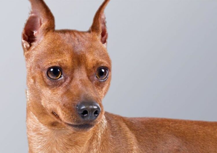 pinscher-miniatura (24)