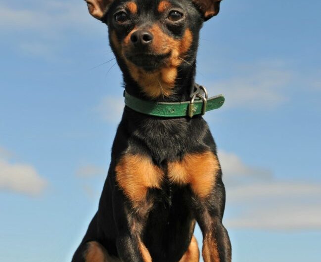 pinscher-miniatura (25)