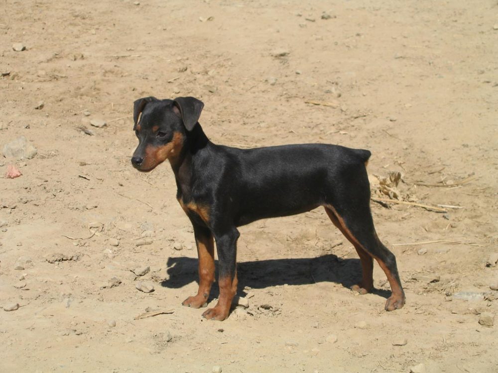 pinscher-miniatura (28)