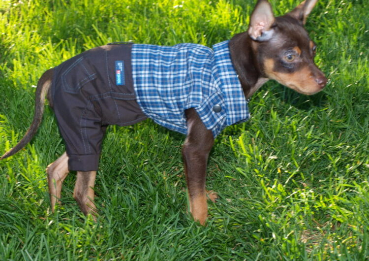 pinscher-miniatura (3)