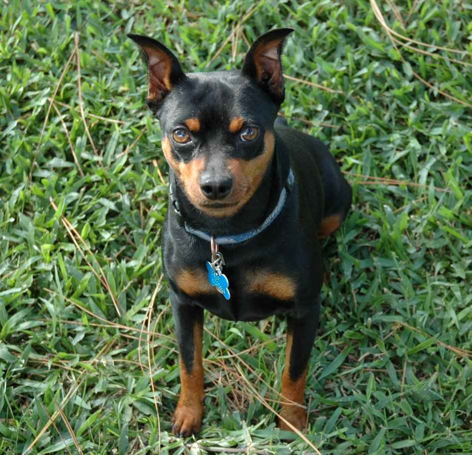 pinscher-miniatura (6)