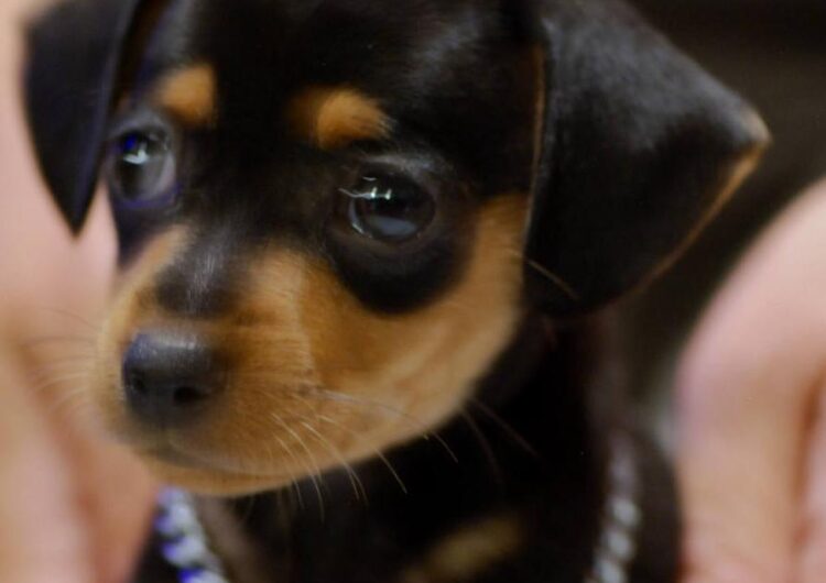pinscher-miniatura (7)
