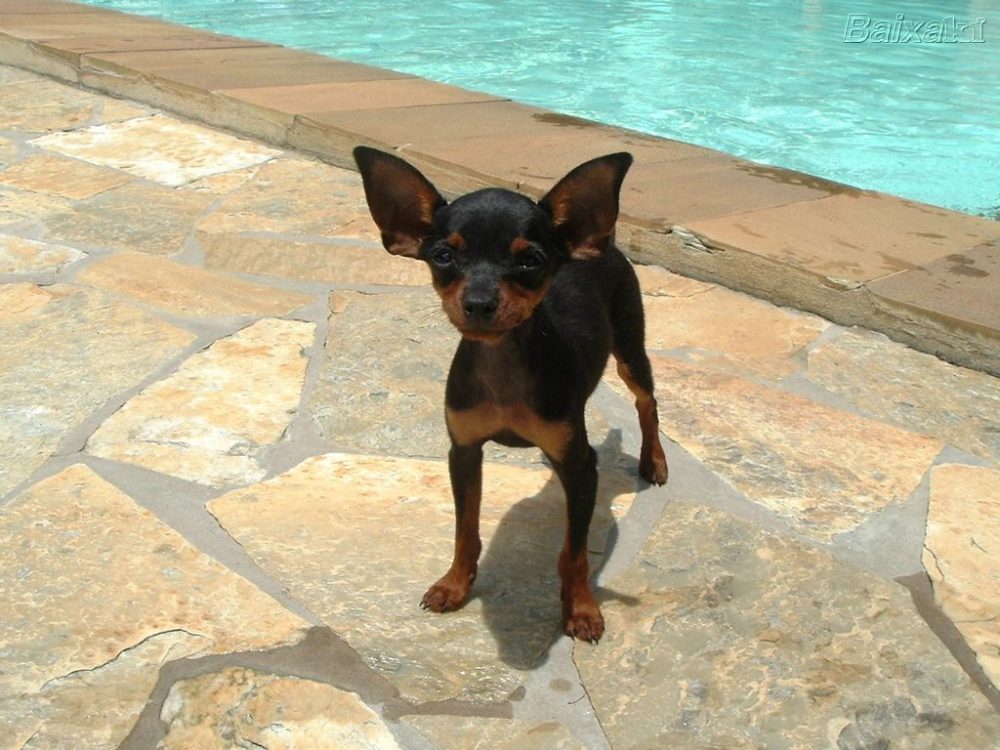 pinscher-miniatura (8)