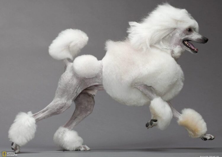 poodle (1)