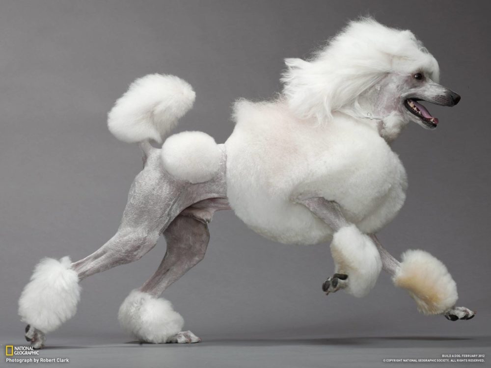 poodle (1)