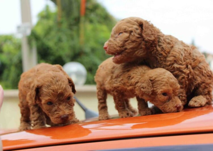 poodle (12)