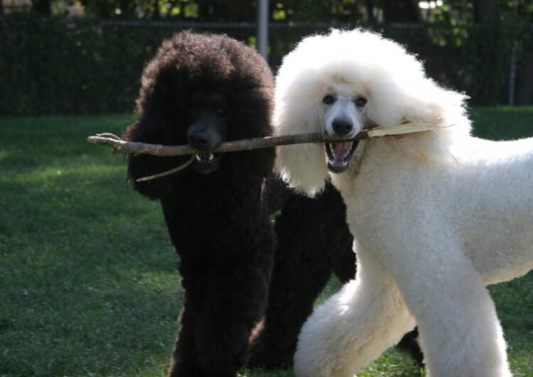 poodle (13)