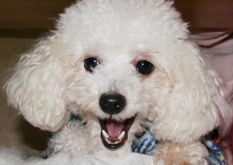 poodle (16)