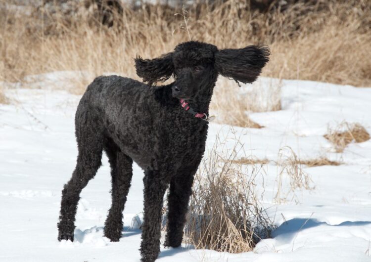 poodle (21)