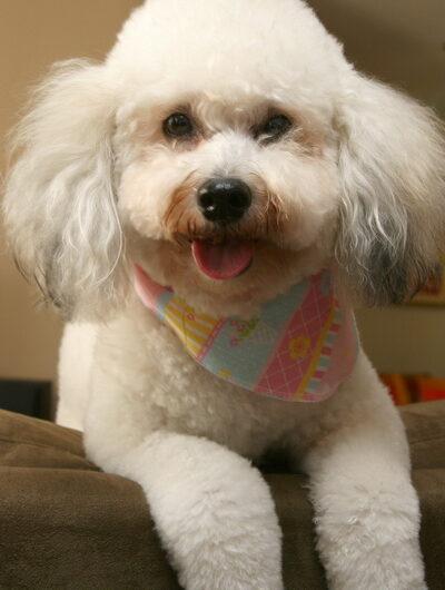 poodle (22)