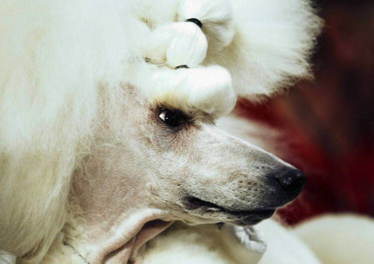 poodle (23)