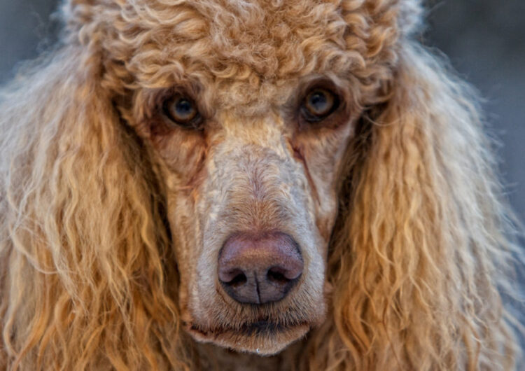 poodle (25)