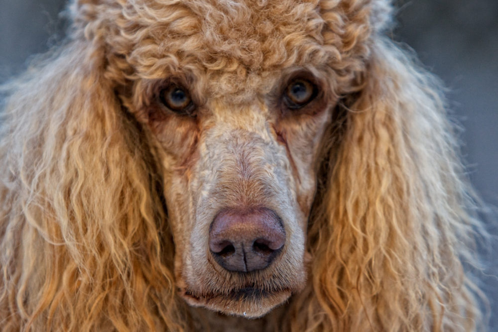 poodle (25)