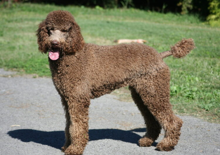poodle (26)