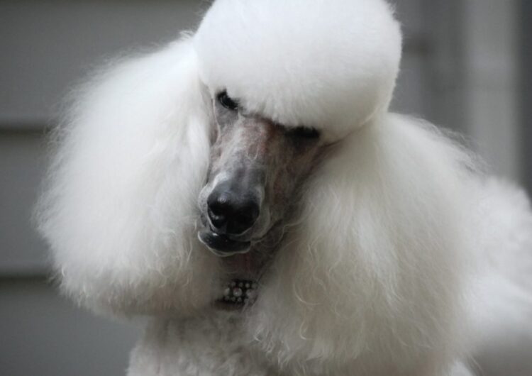 poodle (29)