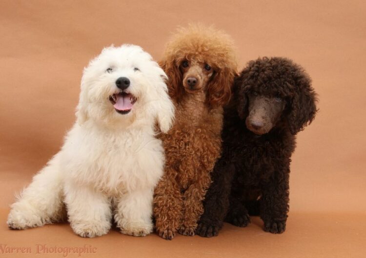Chocolate Standard Poodle pup, Tara, 8 weeks old, with adult Red Toy Poodle, Reggie, 1  years old, and Bichon Frise dog, Louie, 4  months old