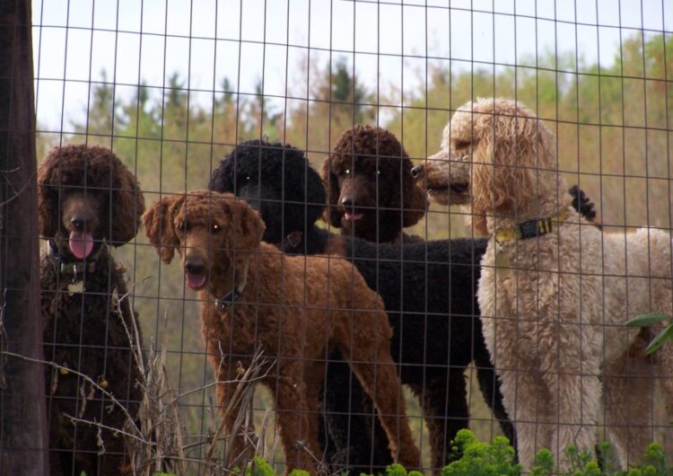 poodle (5)