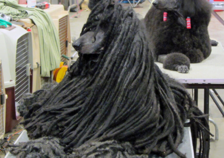 poodle (7)