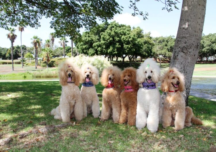 poodle (8)