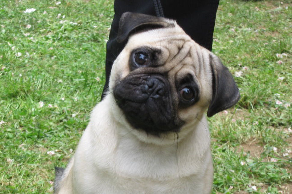 pug (1)