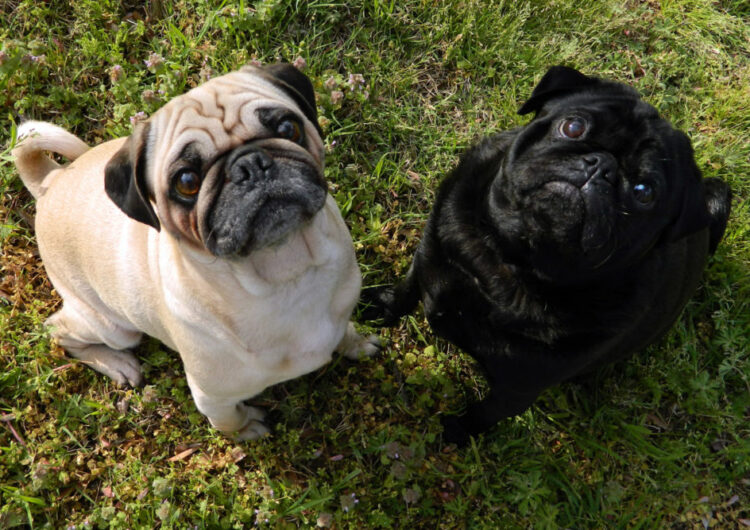 pug (18)