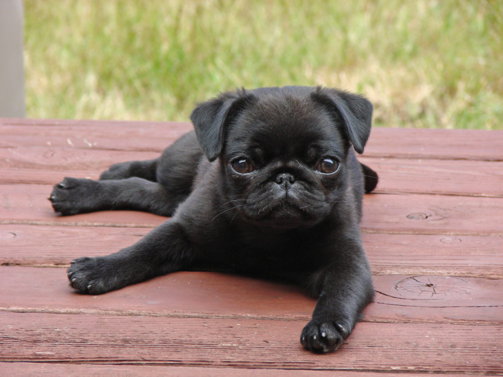pug
