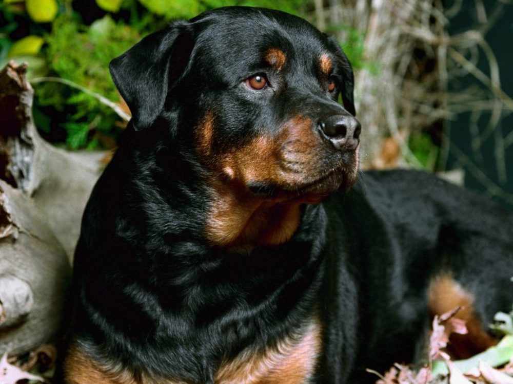 rottweiler (1)