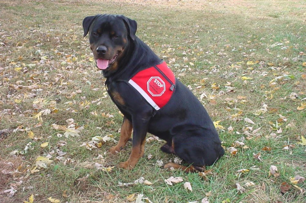 rottweiler (10)