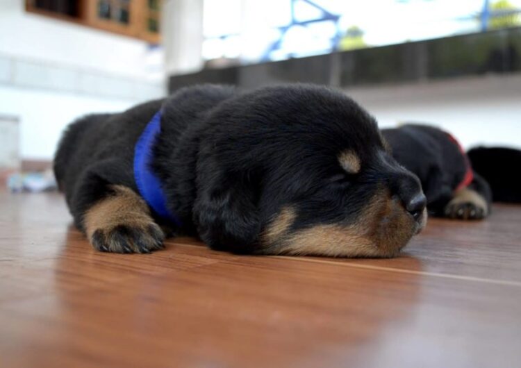 rottweiler (11)