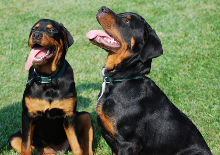 rottweiler (12)