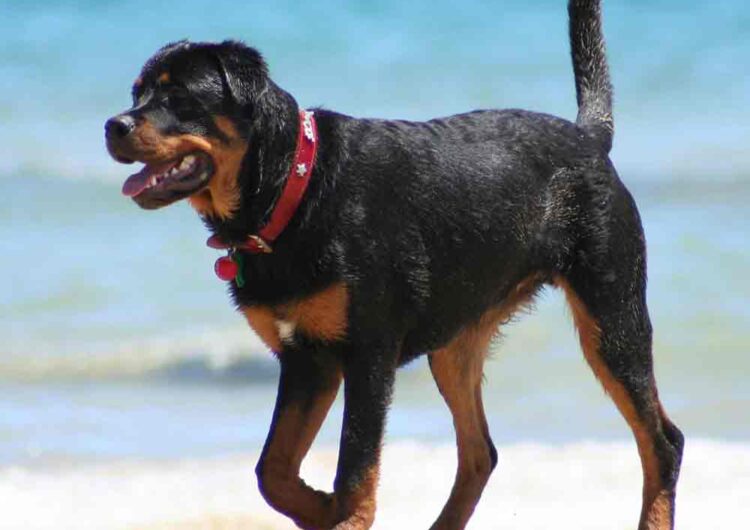 rottweiler (13)