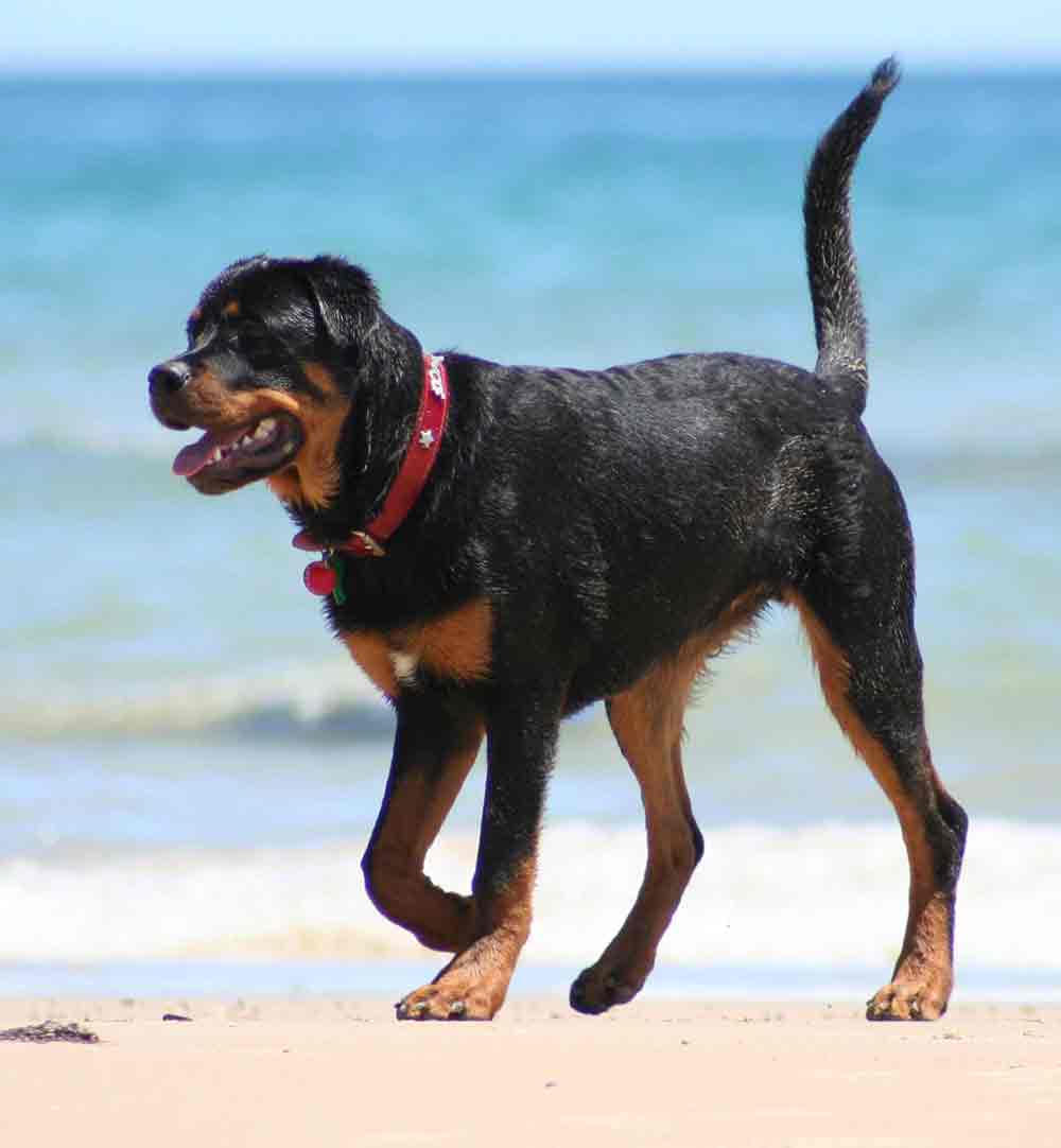 rottweiler (13)