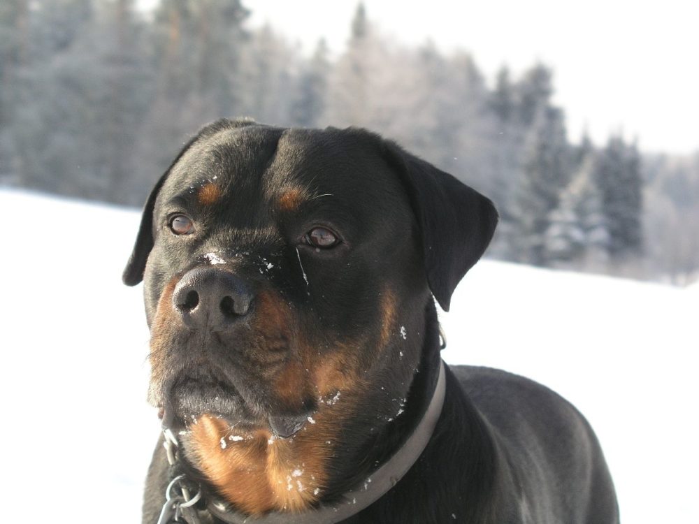 rottweiler (14)