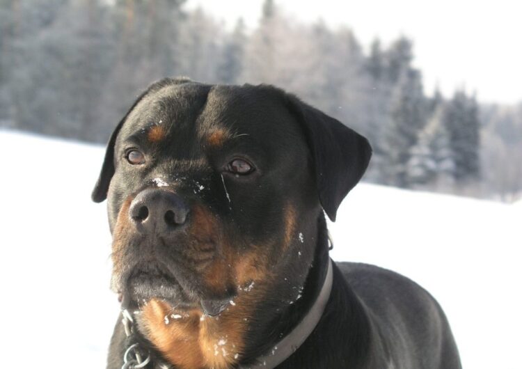 rottweiler (15)