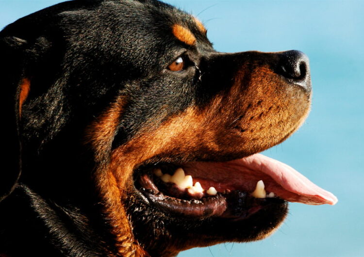 rottweiler (16)