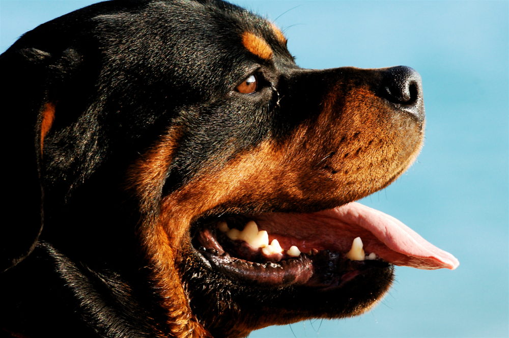 rottweiler (16)