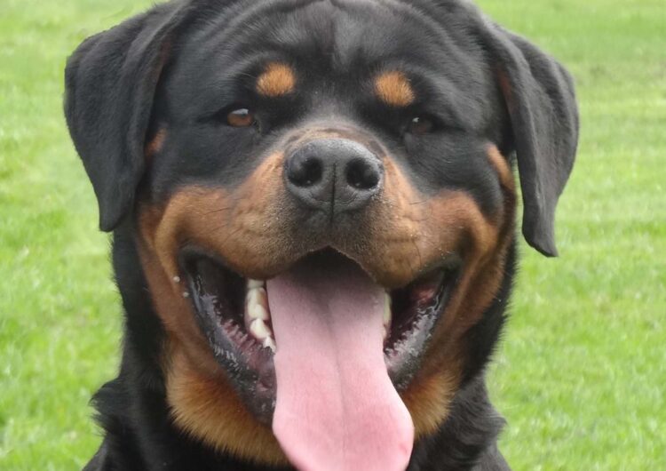 rottweiler (17)