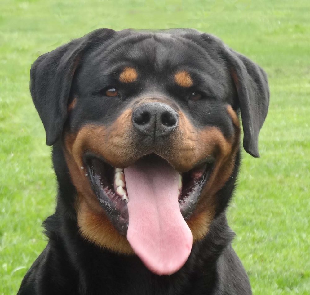 rottweiler (17)