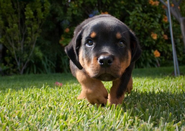 rottweiler (18)