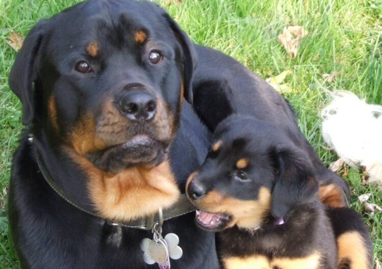 rottweiler (19)