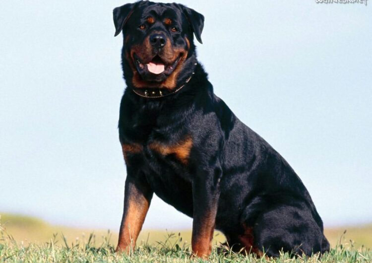 rottweiler (2)