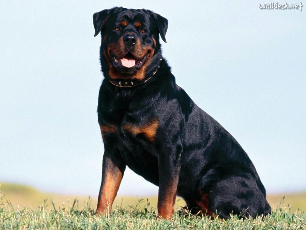 rottweiler (2)