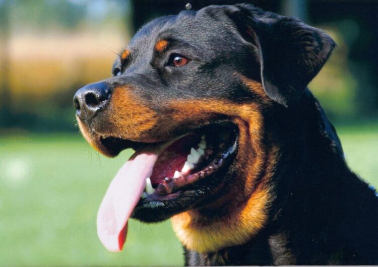 rottweiler (21)