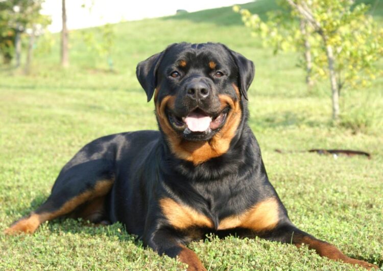rottweiler (22)