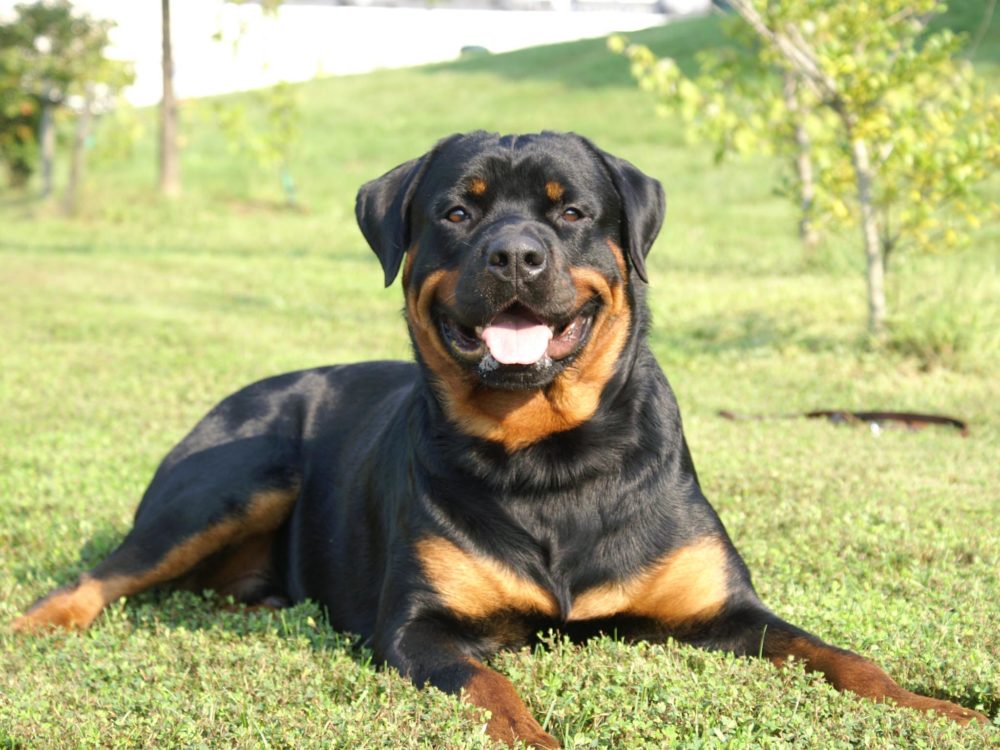 rottweiler (22)