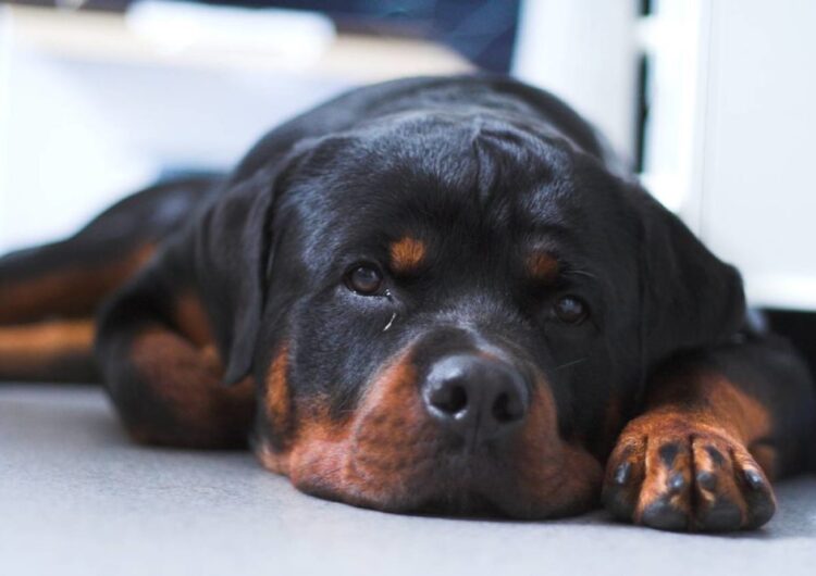 rottweiler (23)