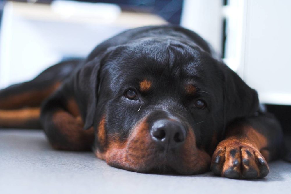 rottweiler (23)