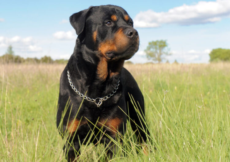 rottweiler (3)